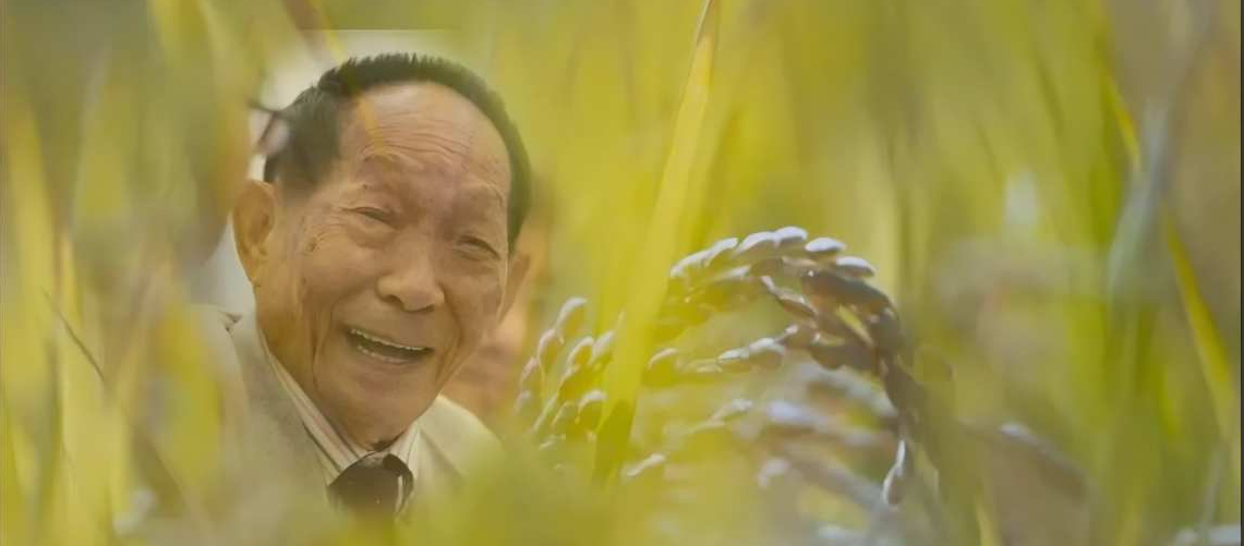 袁隆平院士逝世四周年，回想起深拓人與水稻種業(yè)的一段特殊緣分